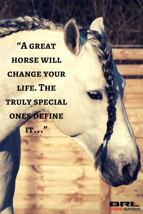 horse phrases catchy|Horse quotes for every occasion .